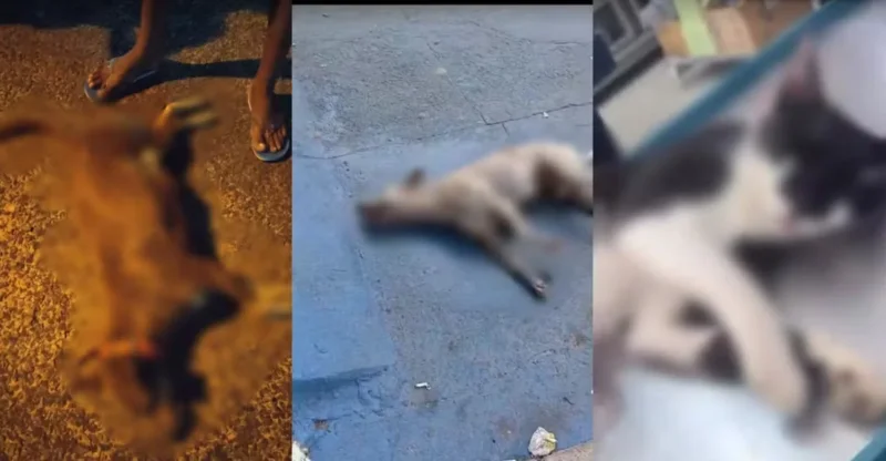 Animais mortos envenenados em Santa Cruz do Piauí: 27 vítimas no PI